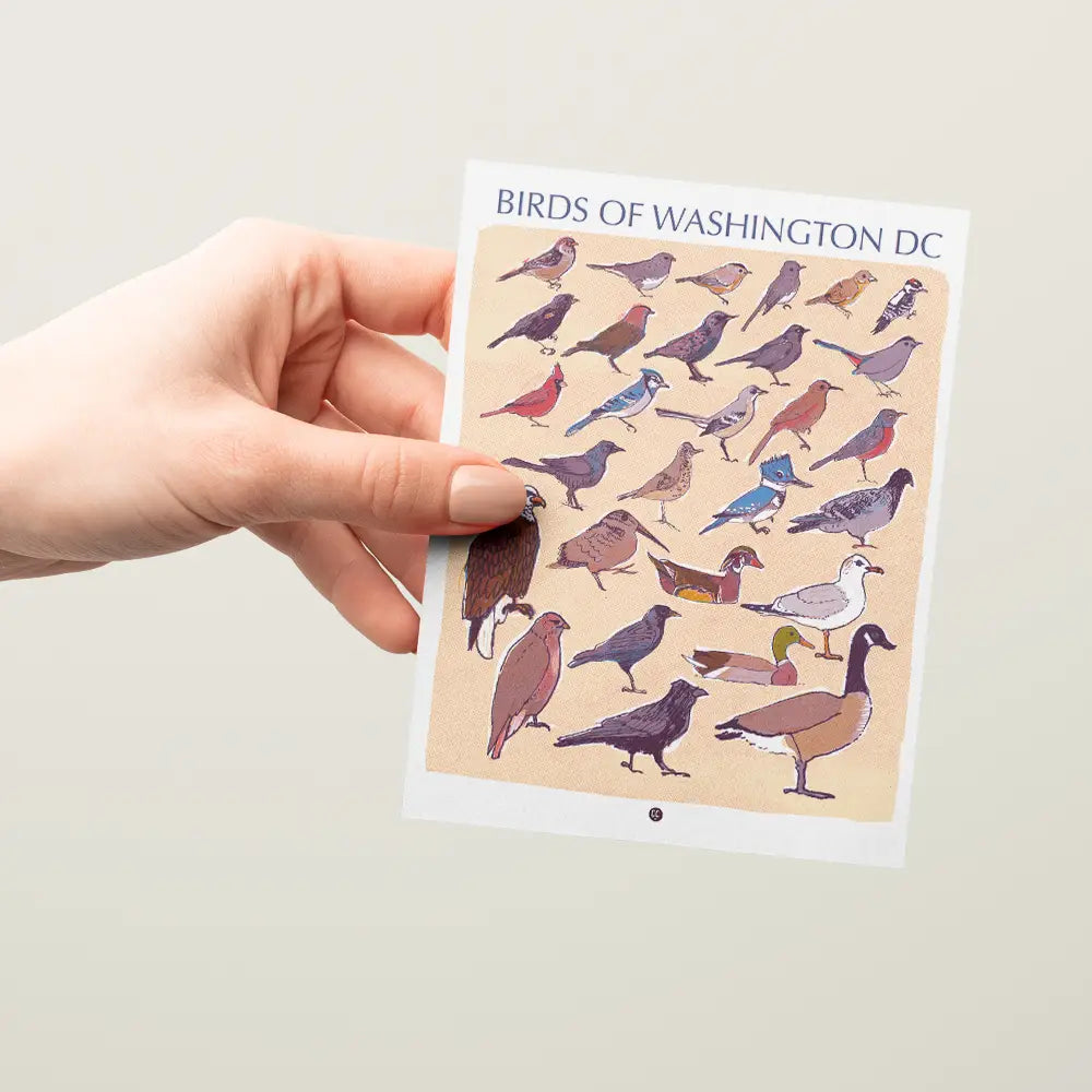 Postcard - Birds of Washington DC