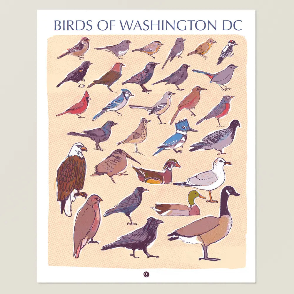 Postcard - Birds of Washington DC