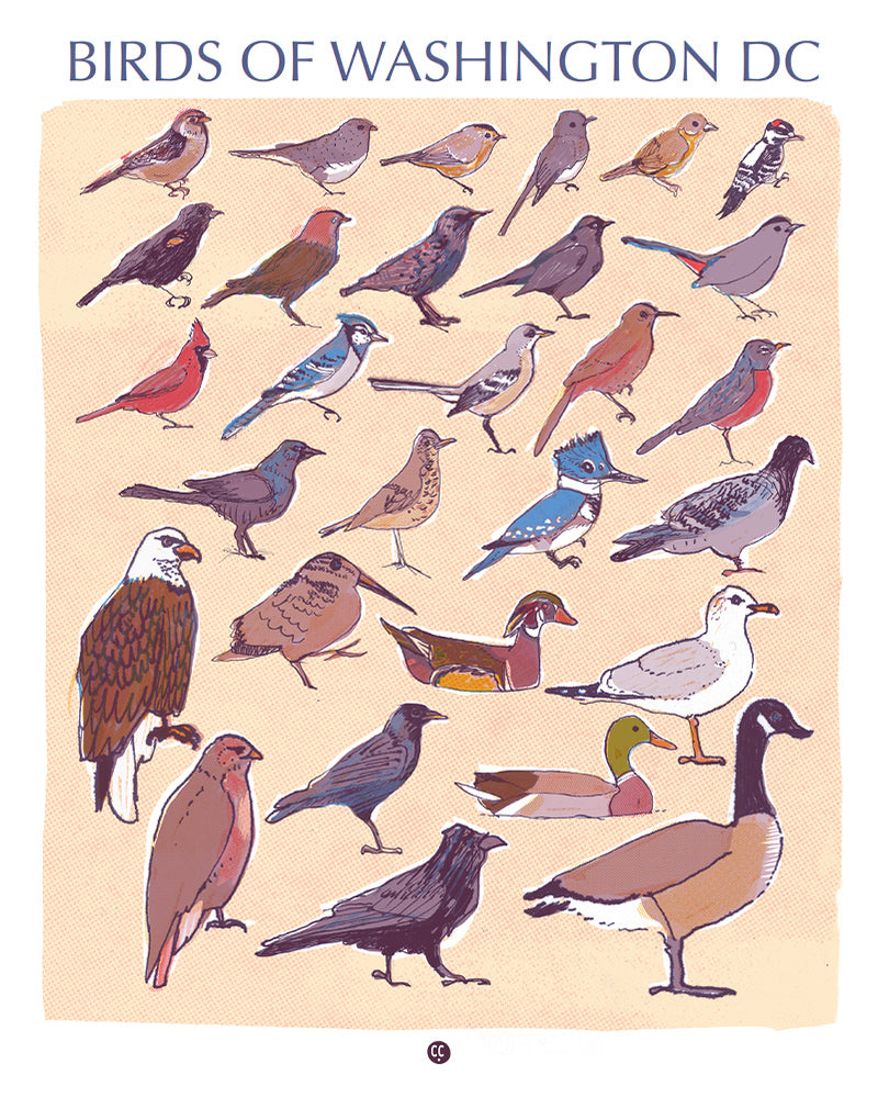 Birds of Washington DC Print